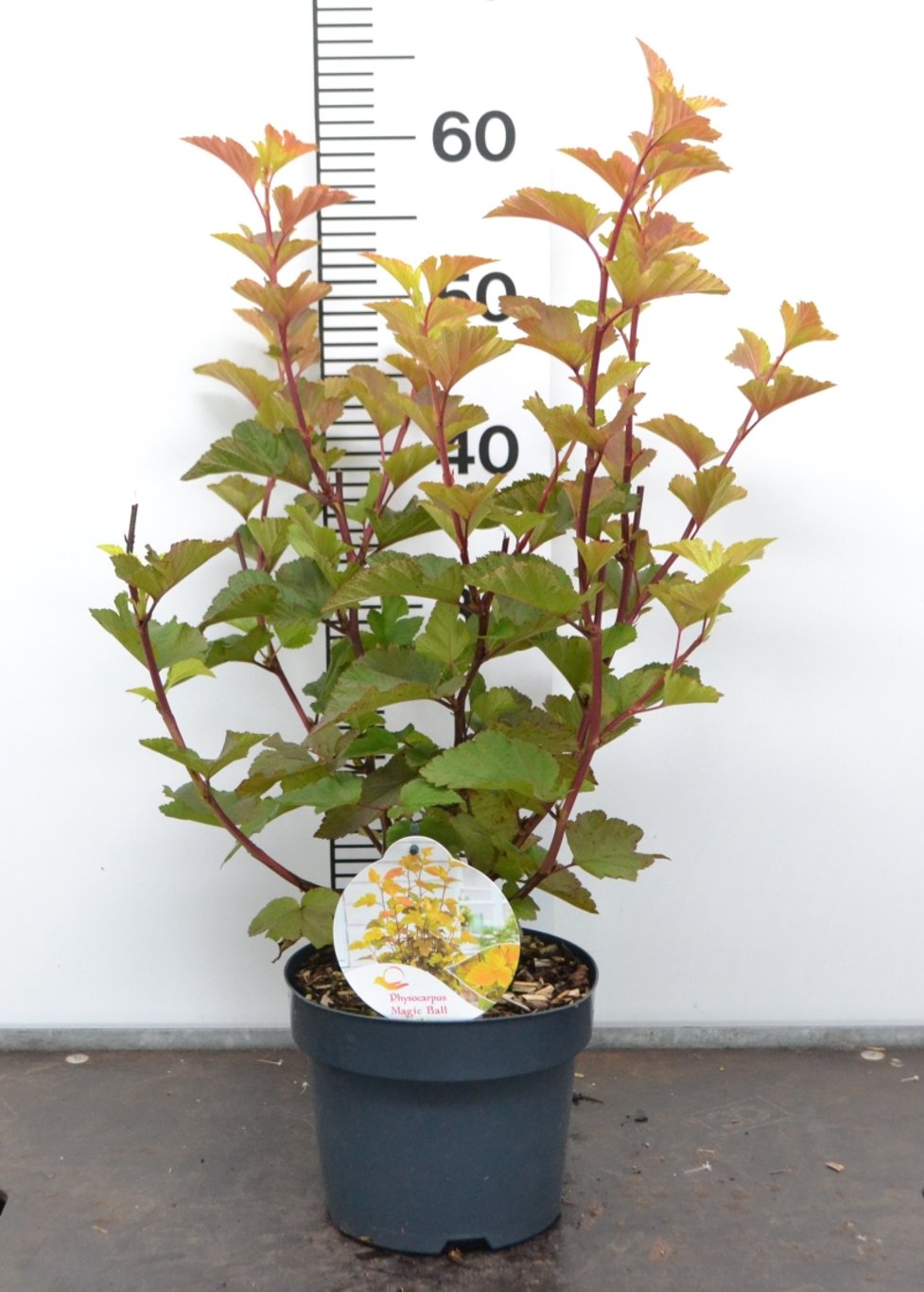 Physocarpus opulif. 'Magic Ball' - C3 20-40 CM